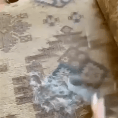 Double-sided hair remover for household windbreakers, sweaters, pilling, pet hair, manual hair removal, hair ball removal, shaving tool