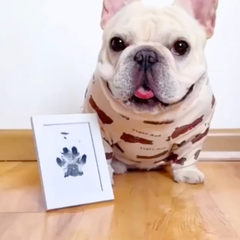 Pet paw prints, cat footprints, dog birthday commemorations, cattery kitten birth certificates, cat lover gifts